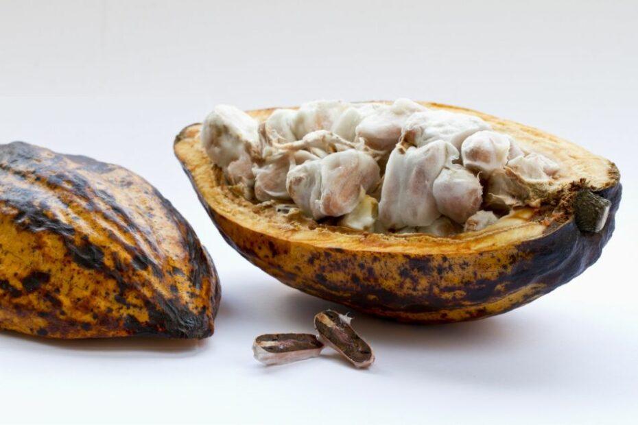 Article Beurre de cacao